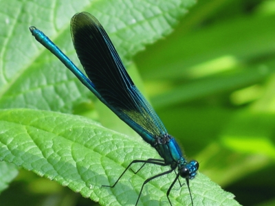 Prachtlibelle(FG)